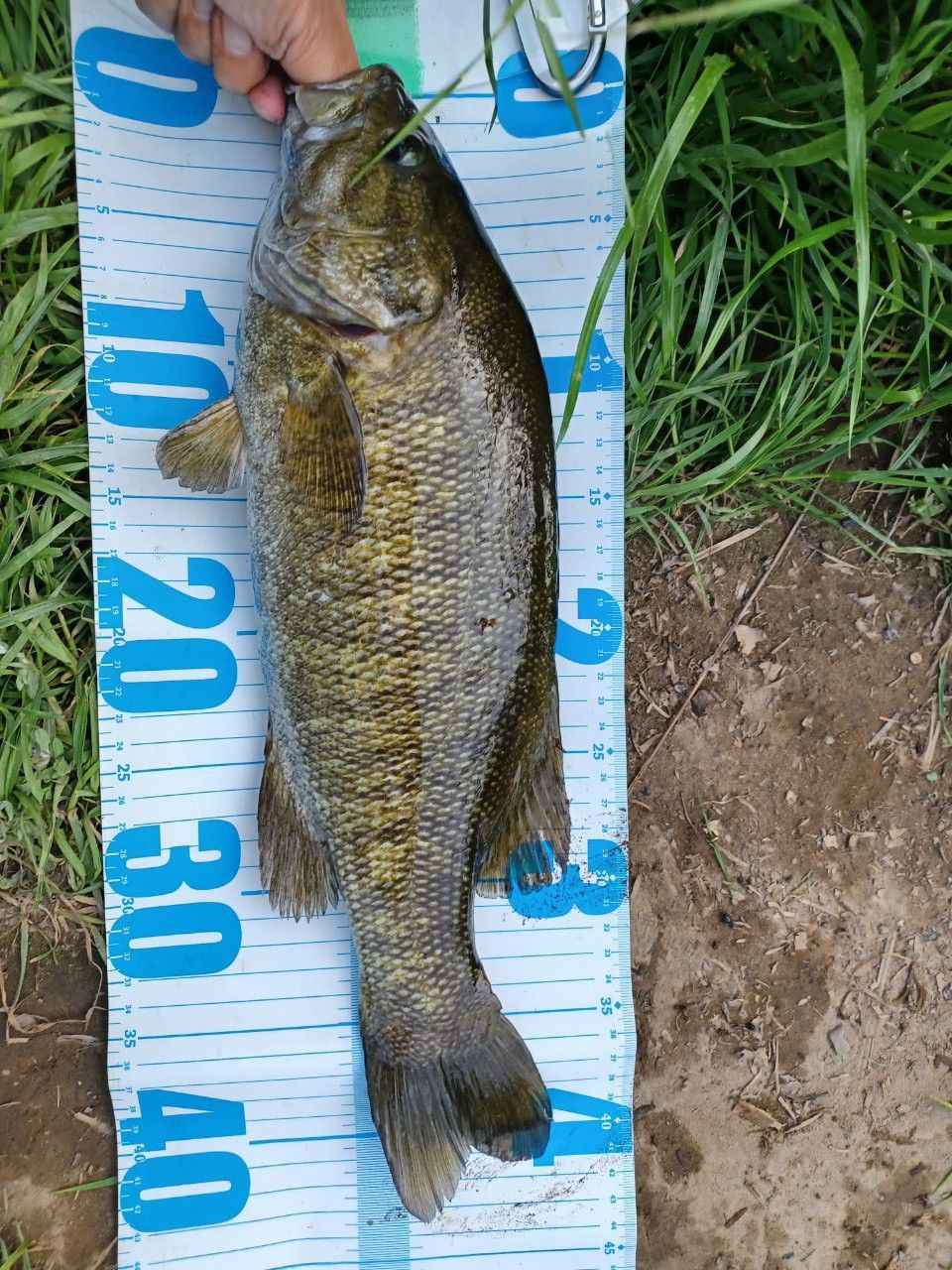 スモールマウスバス