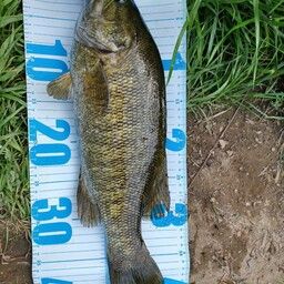 スモールマウスバス