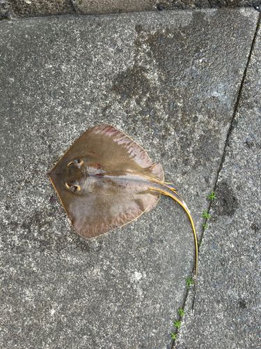 アカエイの釣果