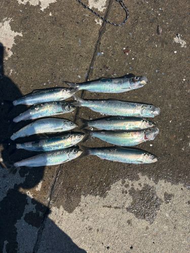 ニシンの釣果