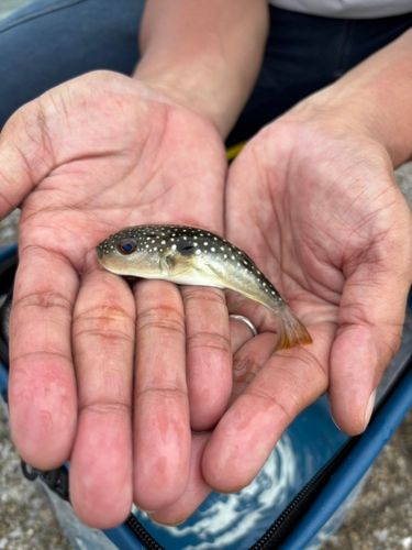 クサフグの釣果