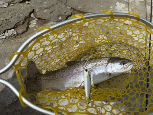 ニジマスの釣果