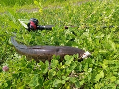 ライギョの釣果