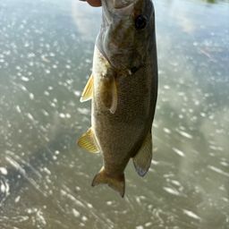 スモールマウスバス