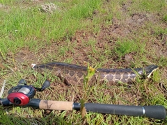 ライギョの釣果