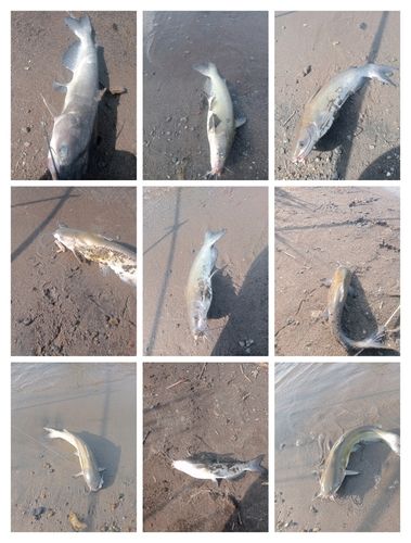 アメリカナマズの釣果