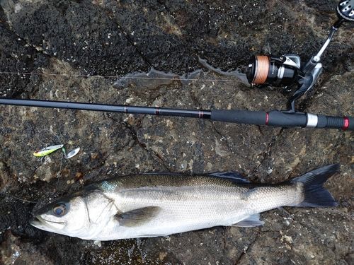 マルスズキの釣果