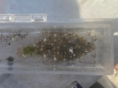 イシガレイの釣果