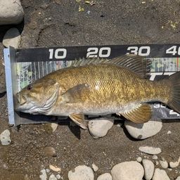 スモールマウスバス