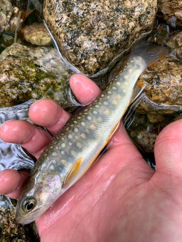 イワナの釣果