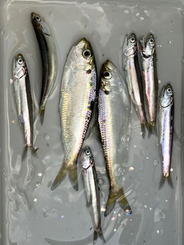 釣果