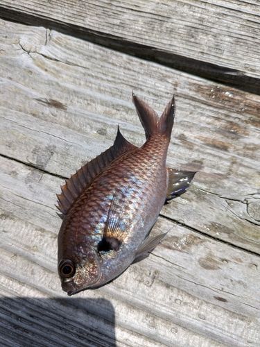 チャリコの釣果
