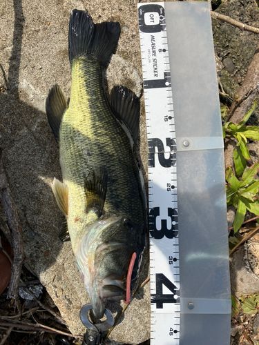 ブラックバスの釣果