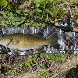 スモールマウスバス