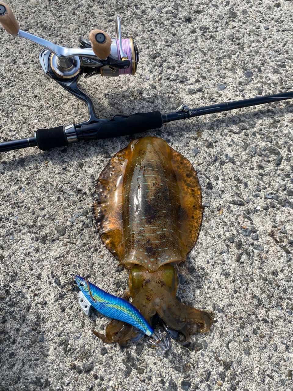 T_fish3さんの釣果 1枚目の画像