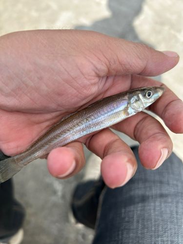 シロギスの釣果