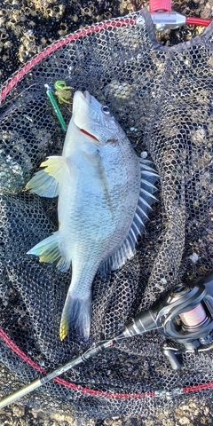 キビレの釣果
