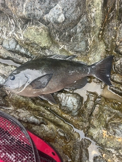 クチブトグレの釣果