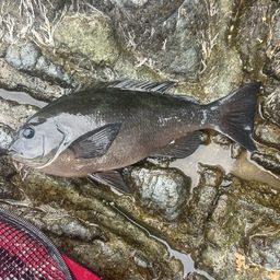 クチブトグレ