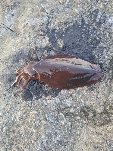 モンゴウイカの釣果