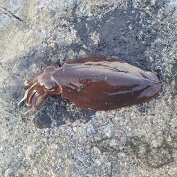 モンゴウイカ