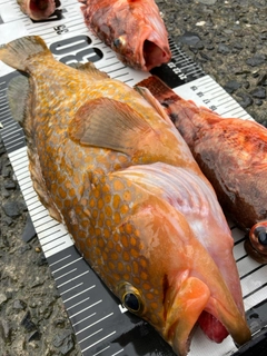キジハタの釣果