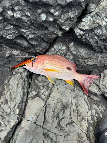 クロホシフエダイの釣果