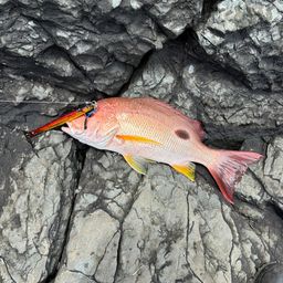 クロホシフエダイ