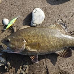 スモールマウスバス