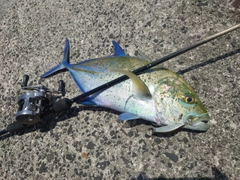 カスミアジの釣果
