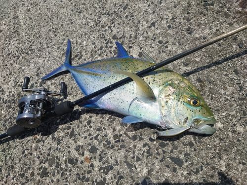 カスミアジの釣果