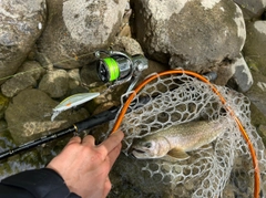 イワナの釣果