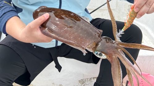 イカの釣果