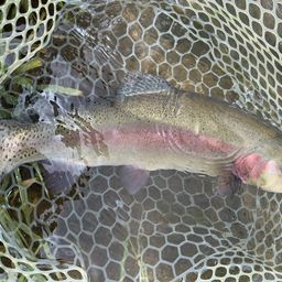 レインボートラウト