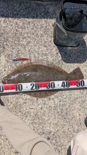 ヒラメの釣果