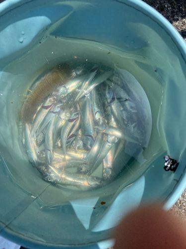 サバの釣果