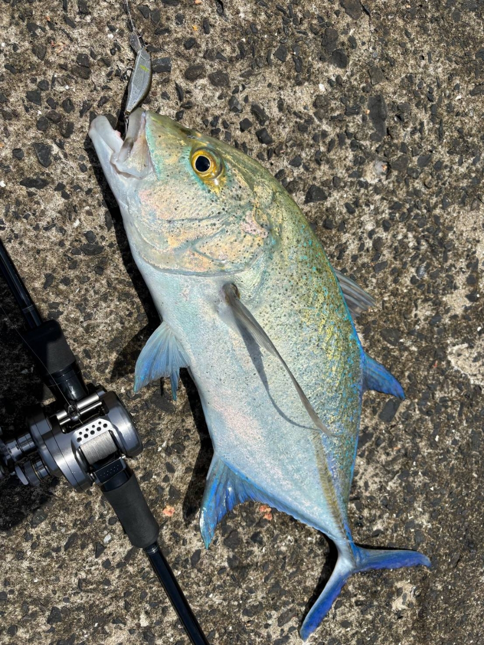 Ripple Fisher リアルクレセント RC-77(Bait-Model)の最安値