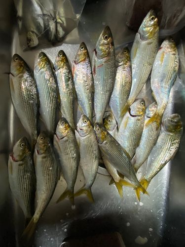コノシロの釣果