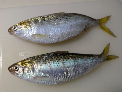 コノシロの釣果