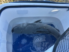 ヒラスズキの釣果