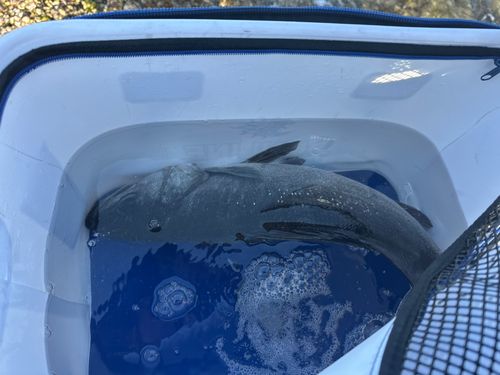 ヒラスズキの釣果