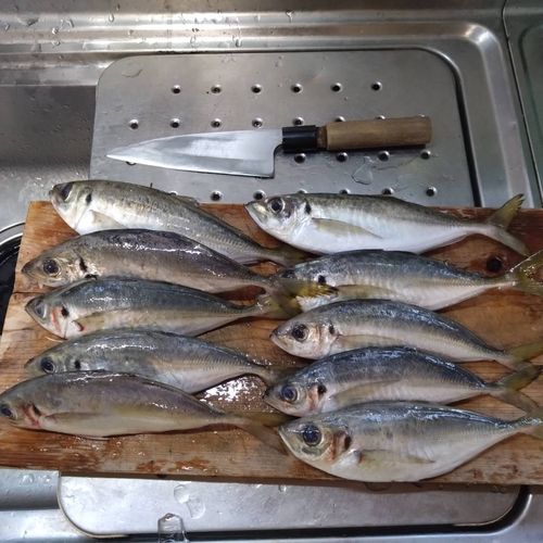 アジの釣果