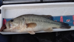 ラージマウスバスの釣果