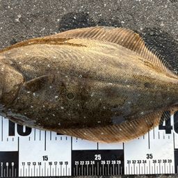 ヒラメ