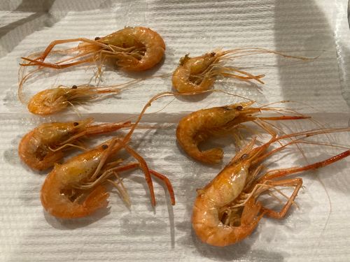 テナガエビの釣果