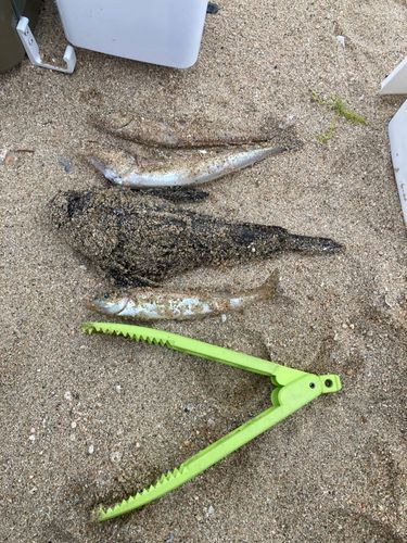 オニオコゼの釣果