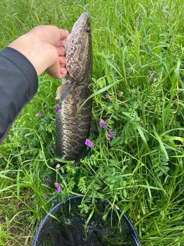 ライギョの釣果