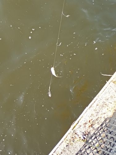 カタクチイワシの釣果