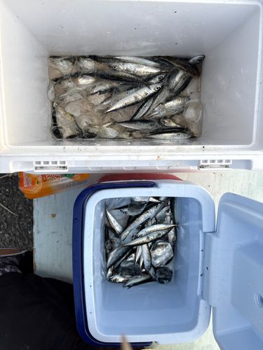 ゴマサバの釣果