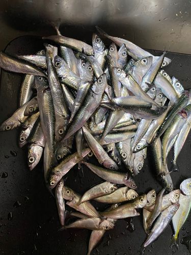 サバの釣果